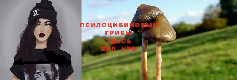 Галлюциногенные грибы Cubensis  Ефремов 